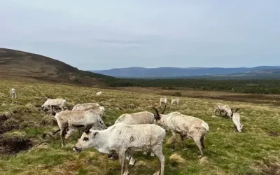 A Magical Encounter: My Experience of Hand-Feeding Reindeer in Scotland